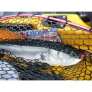 2kg Kahawai On Chomp 21 April 2012 003